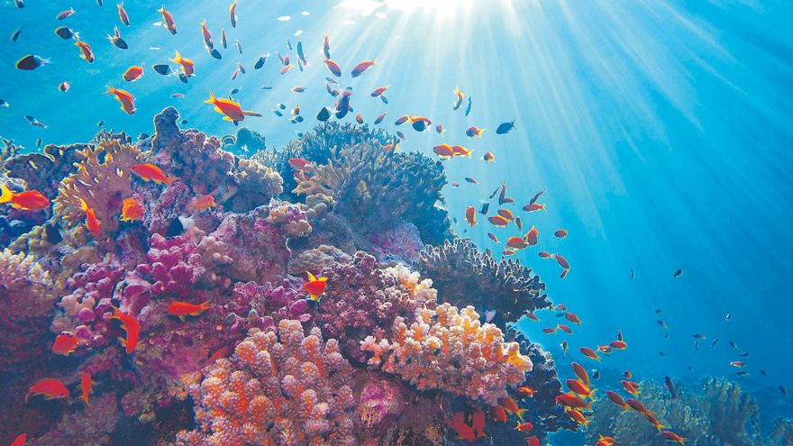 Acidificació: la mort de la mar per excés de CO²