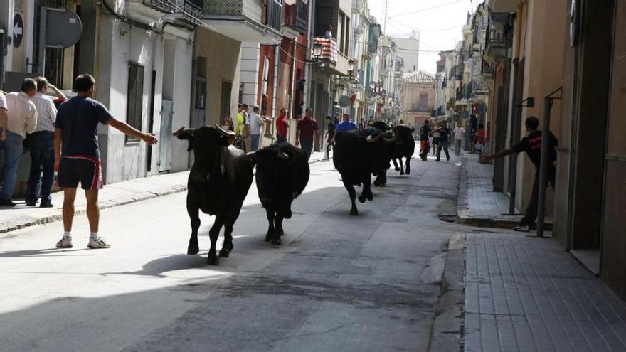 Almassora recuperará las vacas enfundadas por petición popular