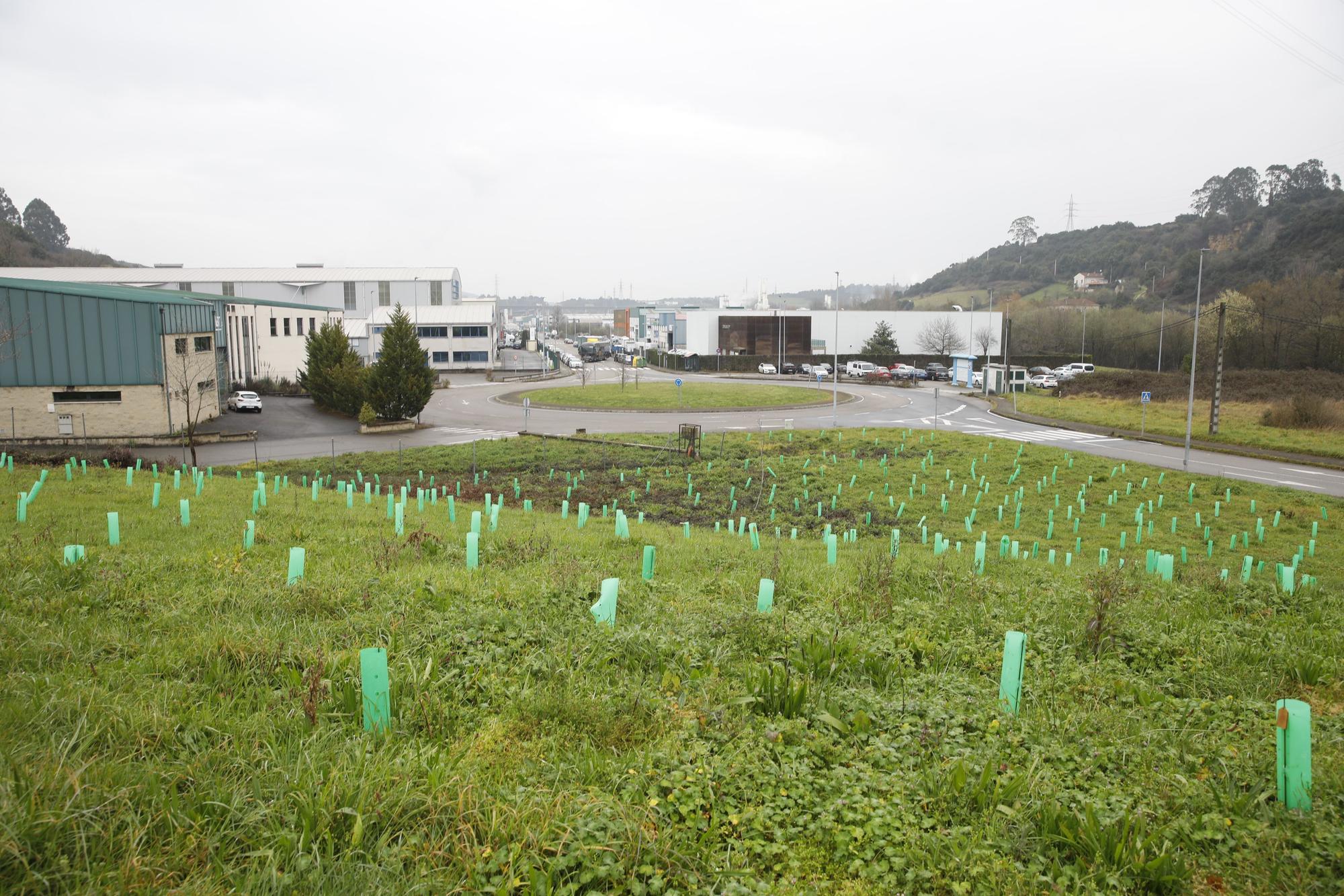 En imágenes: La alcaldesa de Gijón, en la plantación de árboles autóctonos en Somonte