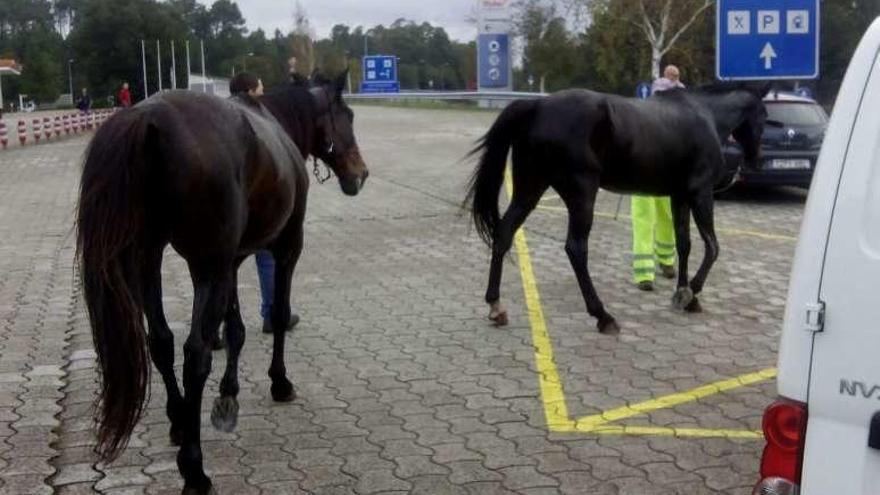 Dos de los equinos son atrapados en el área de servicio de Teo. // FdV