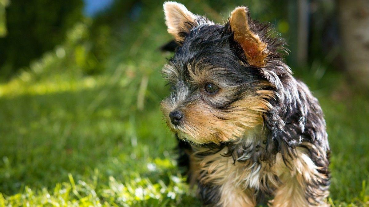 Yorkshire Terrier.