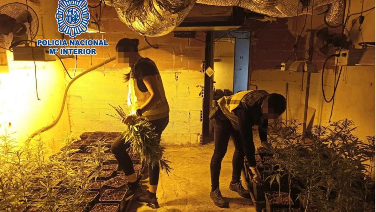 La Policía Nacional ya desmanteló una plantación de marihuana en Maçanet el 2023.