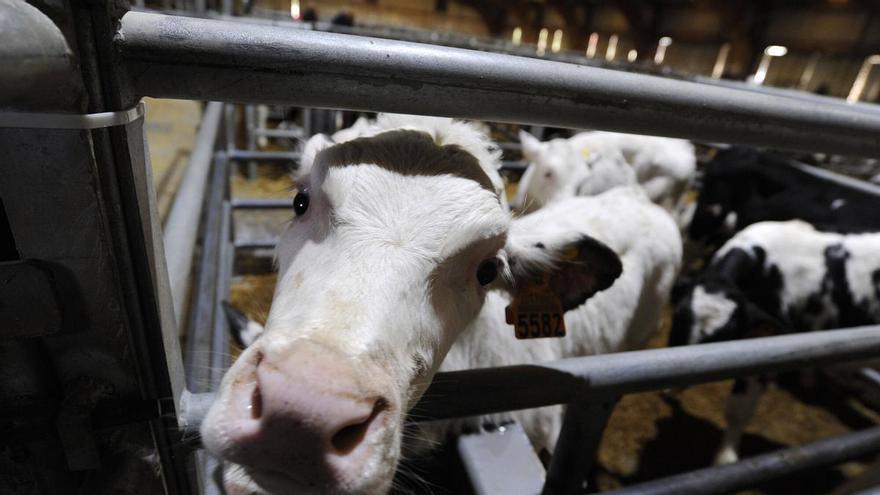 Galicia prorroga las medidas contra la dermatosis nodular contagiosa en el ganado bovino
