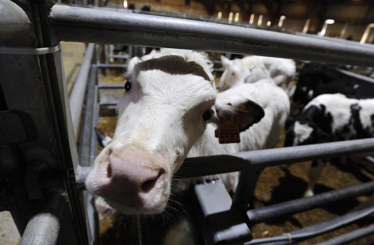 La Central Agropecuaria de Galicia Abanca, en Silleda, vuelve a celebrar su feria de ganado vacuno, tras cinco semanas de suspensión como medida contra el avance de la dermatosis nodular. REAPERTURA. ENFERMEDAD. VACAS. LONJA. LONXA CENTRAL. VACAS. TERNEROS. TRATANTES. FEIRA INTERNACIONAL ABANCA SEMANA VERDE DE GALICIA. FIG