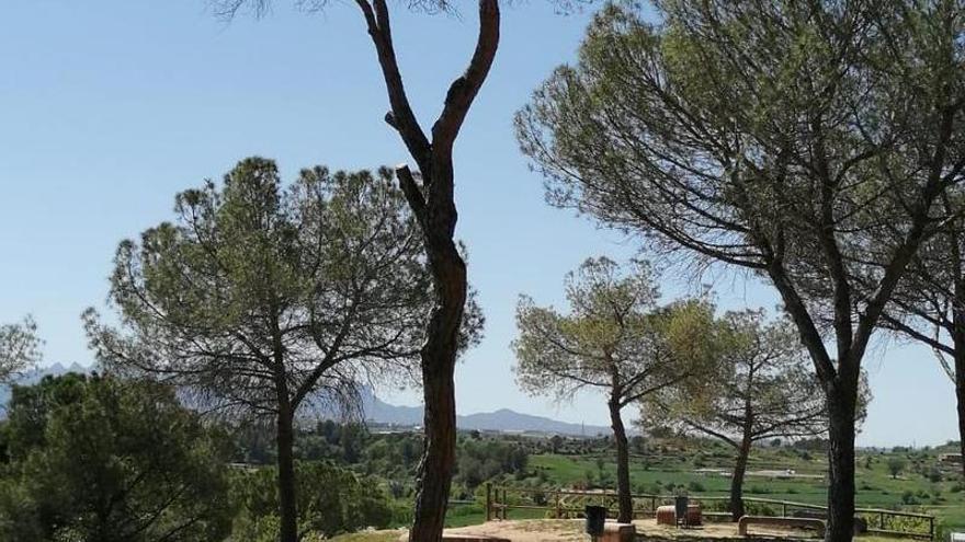 Sant Fruitós tala cinc exemplars de pins al Bosquet que estaven afectats per una plaga