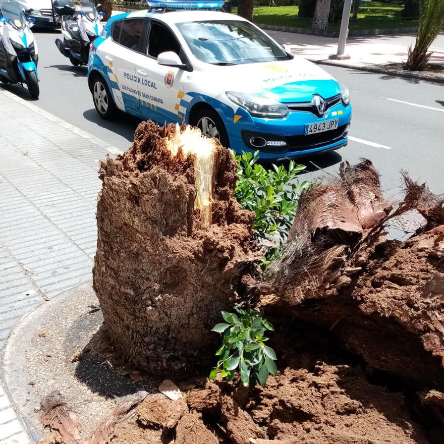 Caída de una palmera en la calle Muelle Las Palmas