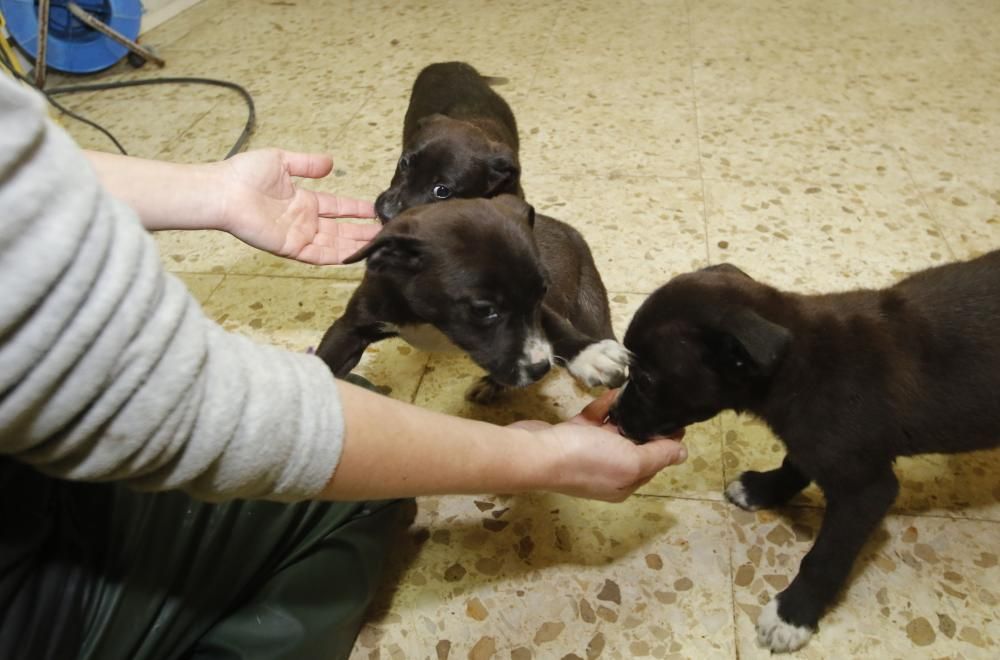 Perros del refugio de A Madroa // Alba Villar