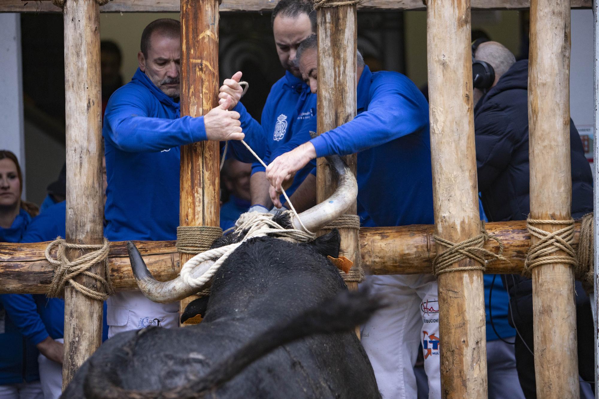 El "Bou en corda" vuelve al Pont Vell de Ontinyent