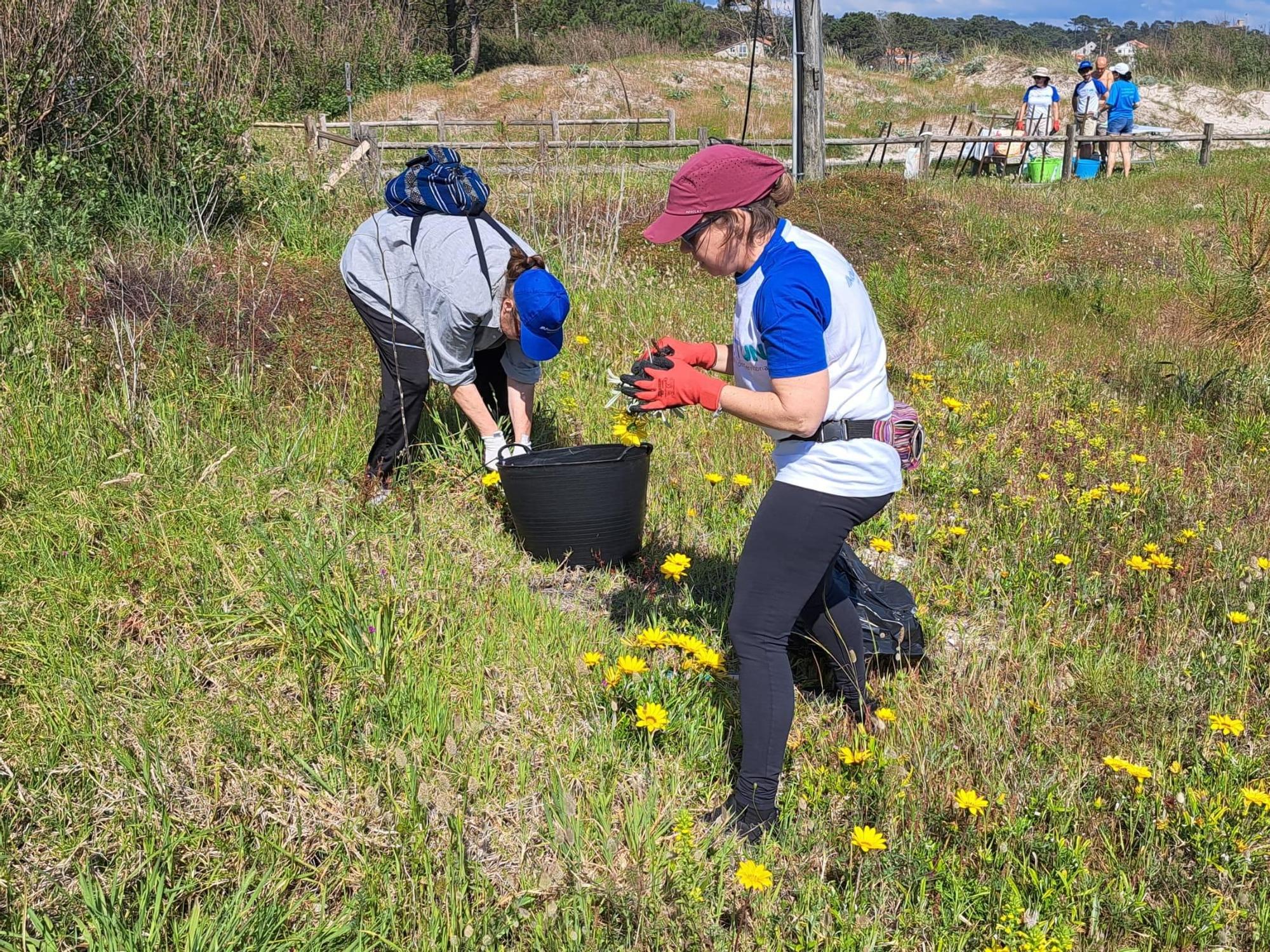 Participantes en la jornada de voluntariado que Abanca y Afundación llevan a cabo esta tarde en la playa grovense de Area da Cruz para eliminar basura marina y especies invasoras.