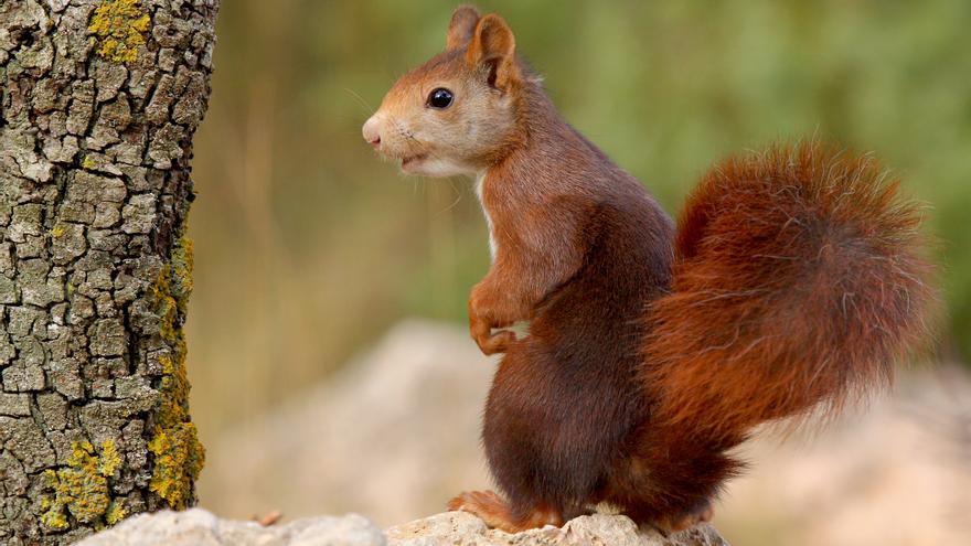 La desconocida fauna salvaje que habita en las calles de Elda y Petrer