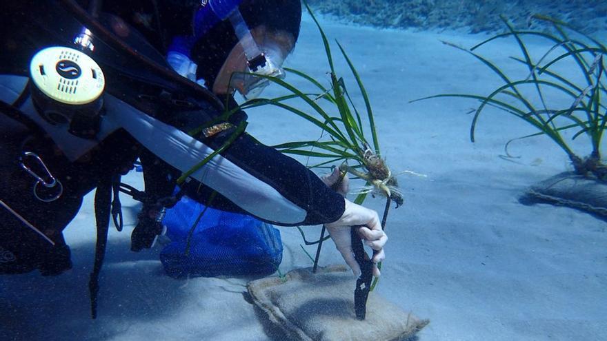 La restauración de posidonia en Pollença logra hasta un 93% de supervivencia seis años después