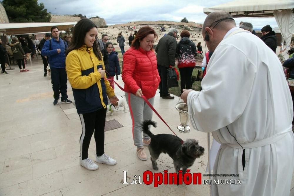 Jornada especial por San Antón en la Fortaleza del Sol de Lorca