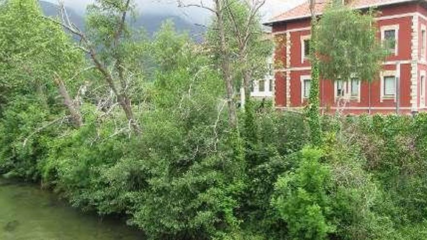 Los árboles, en la ribera del Sella, en Cangas de Onís.