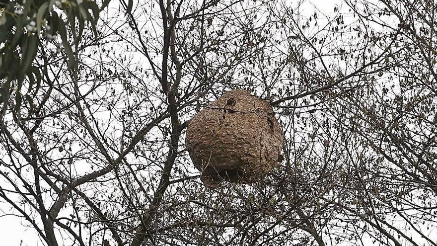 Un nido de avispa asiática en un árbol en Corvera
