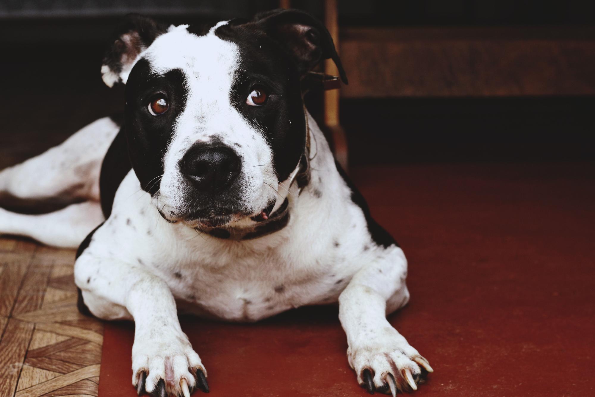 El Pit Bull Terrier es muy cariñoso y amable con los niños.