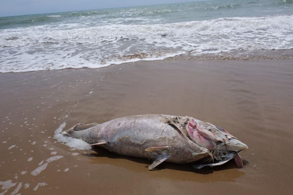 Aparece muerto un atún de unos 40 kilos en la orilla de la playa de El Pinet en Elche