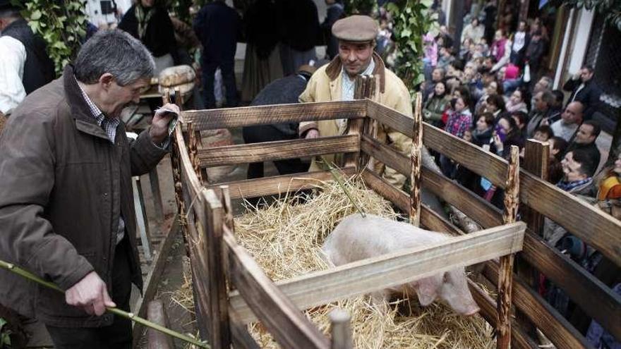 La cooperativa de Botos incluyó un cerdo. // Bernabé/Luismy