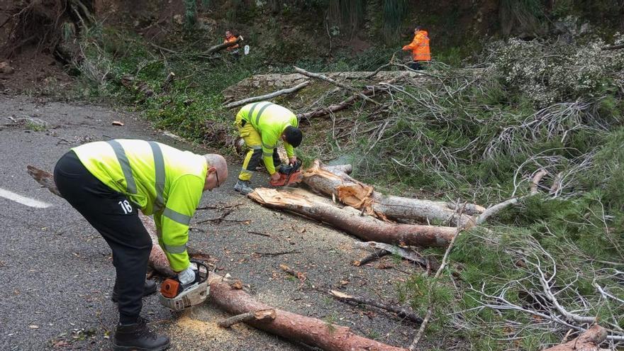 Los árboles caídos por el temporal obligan a cortar una decena de carreteras de Mallorca