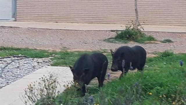 'Huellas Callejeras' pide ayuda para salvar a los cerdos vietnamitas capturados en Castelló