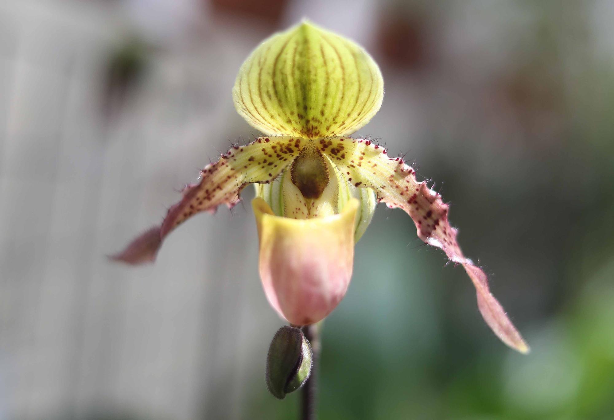 Las flores del Jardín Botánico en primavera