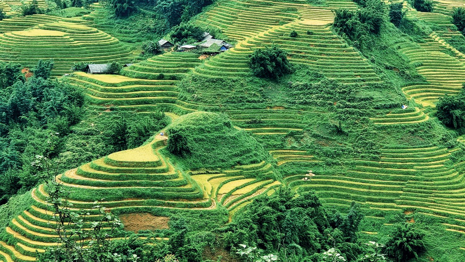 Terrazas de arroz en la región de Sapa, Vietnam.