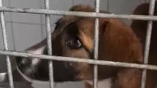 Descubren en Melilla un perro con rabia, enfermedad teóricamente erradicada en España
