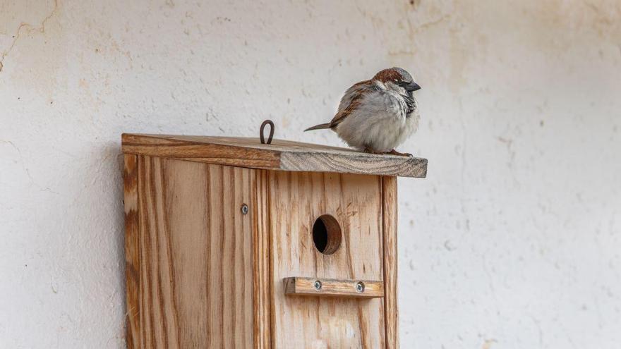 Cómo construir un nido artificial para aves urbanas: la recomendación de la  la Sociedad Española de Ornitología para convivir con los pájaros