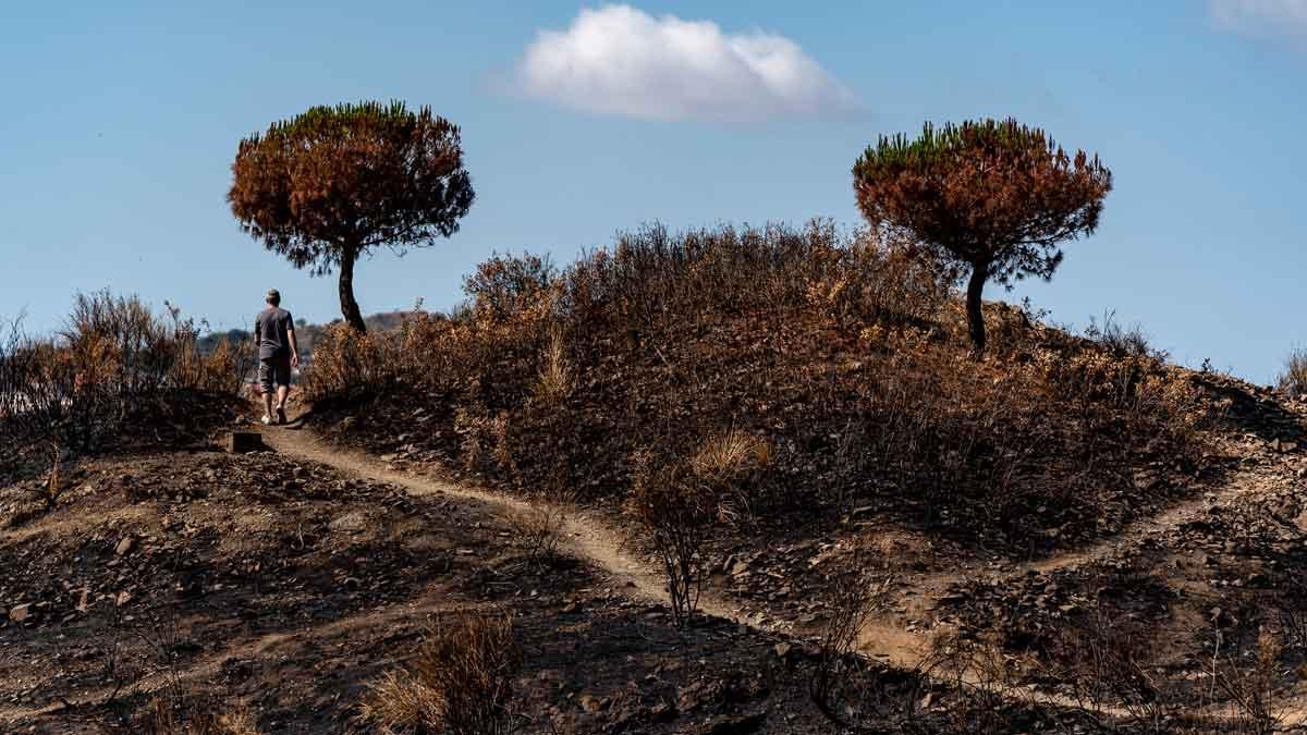 Zona de Collserola quemada por un incendio, el pasado mes de junio