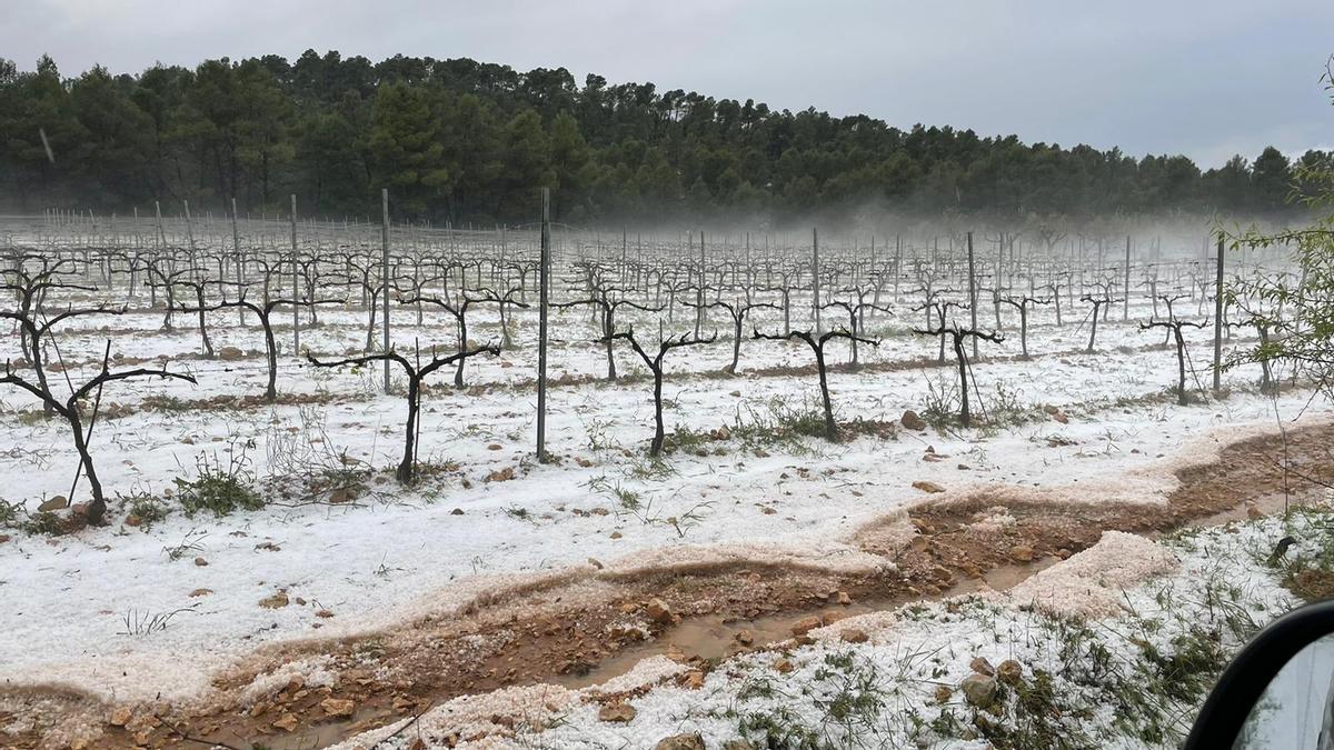 Viñas en Fontanars dels Alforins, la Vall d&#039;Albaida