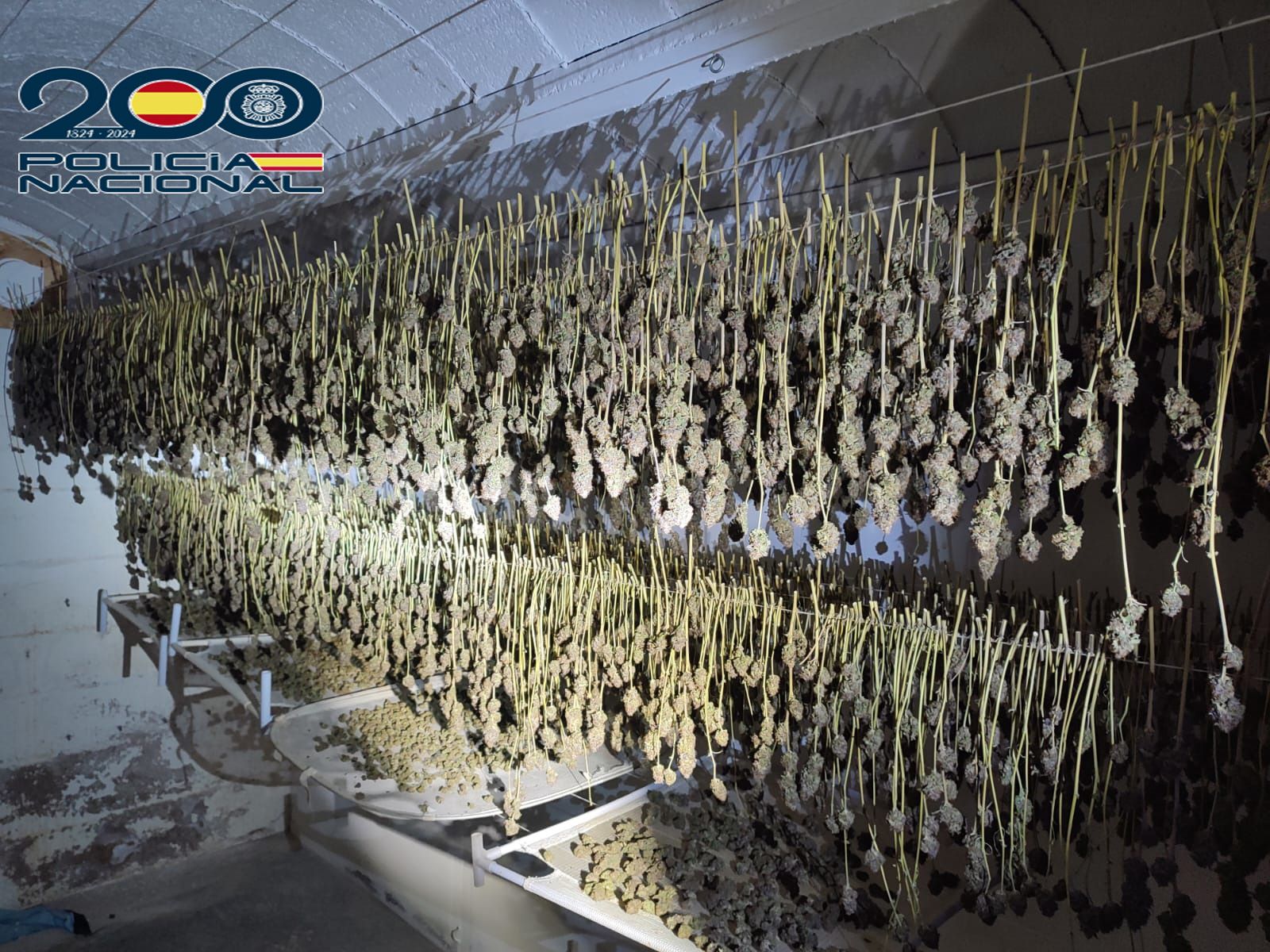 Cop a una banda que cultivava marihuana en cases de Platja d'Aro, Santa Cristina i Sant Feliu