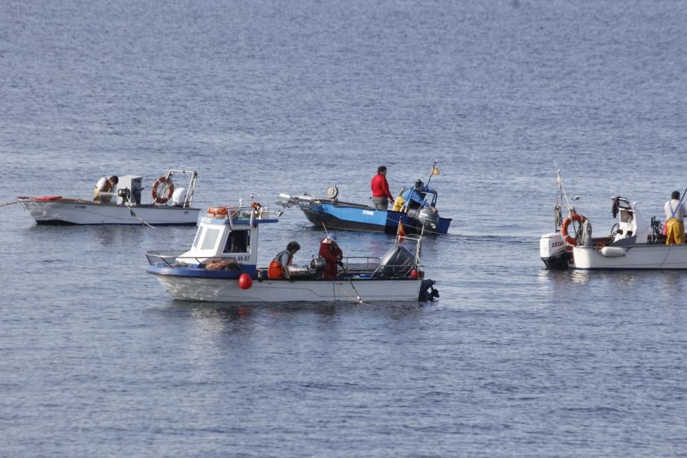 Tibio arranque del libre marisqueo en Cangas