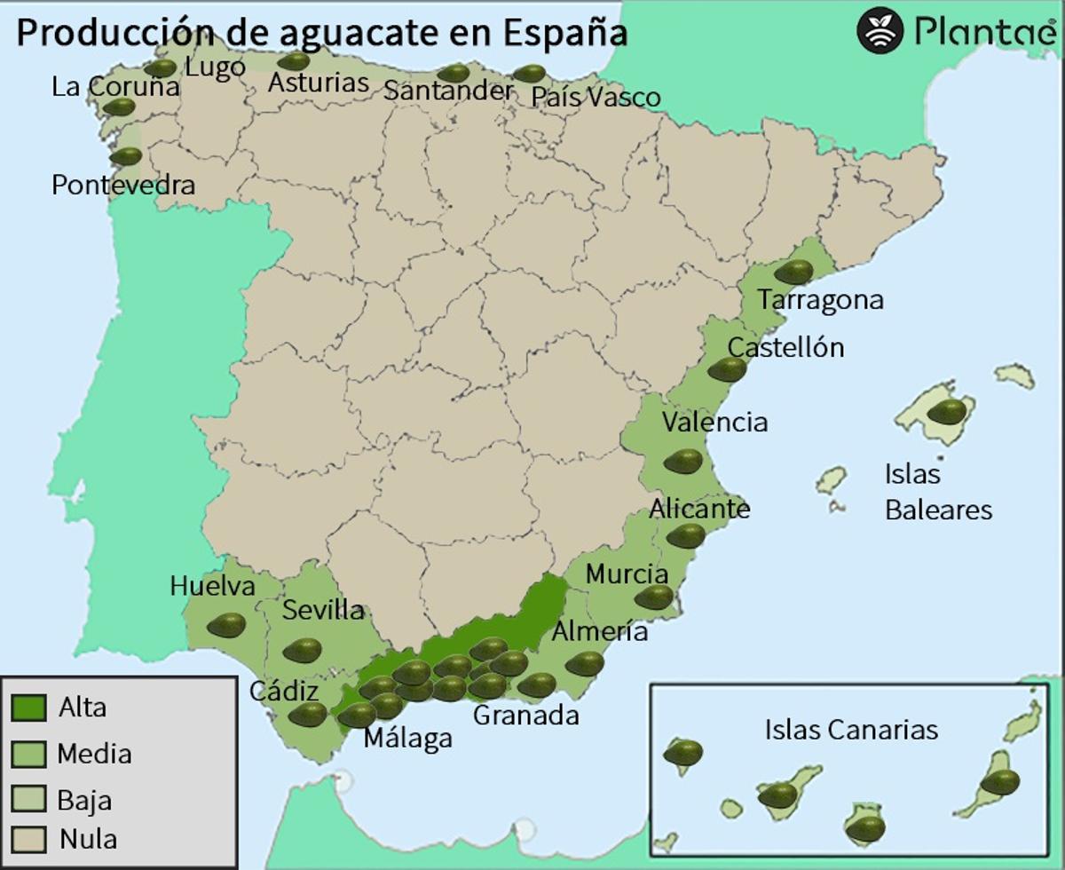 zonas de cultivo del aguacate en España