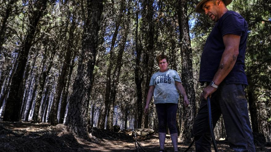 El Cabildo de Gran Canaria declara la alerta máxima por riesgo de incendio forestal y prohíbe circular en la vía a Tamadaba