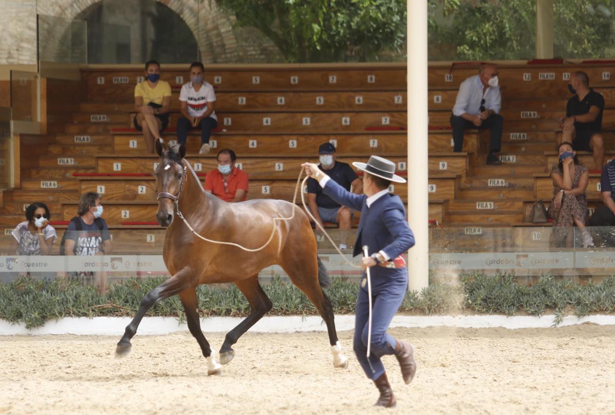 Primer día de Cabalcor y del concurso morfológico