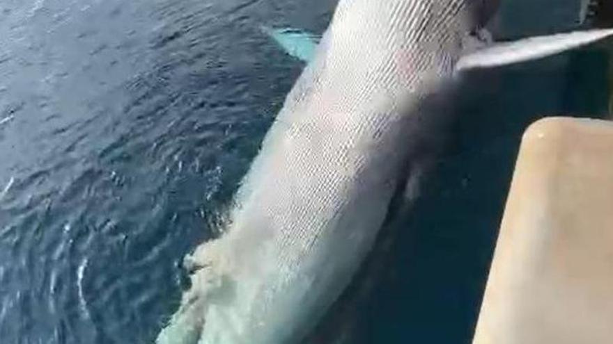 Ballena muerta localizada en aguas de Las Palmas de Gran Canaria