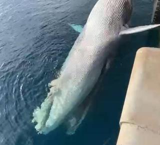 Aparece una ballena muerta en Gran Canaria: remolcada al Puerto de Las Palmas para su análisis
