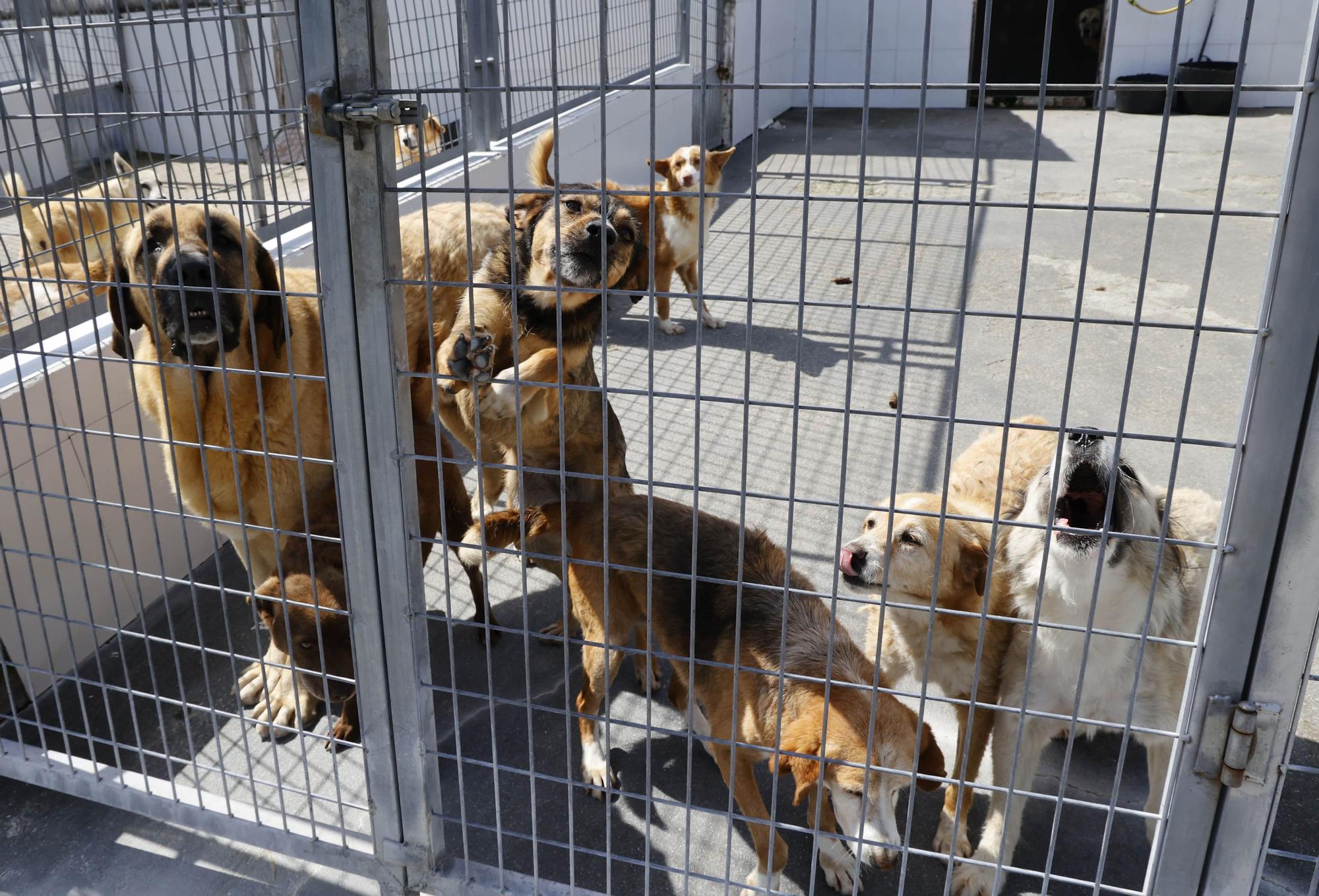 La llegada del verano dispara los abandonos de perros y gatos