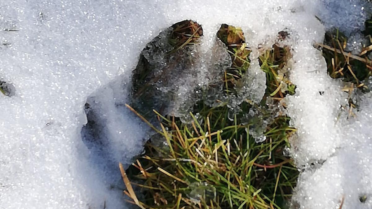 Una petjada trobada a la Cerdanya que els Rurals no han confirmat que sigui d’os