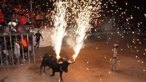 Un toro ’embolat’, durante las fiestas de Masdenverge, en el Montsià.