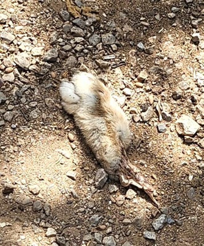 Activistas denuncian un presunto caso de maltrato animal en una finca de Santa Margalida