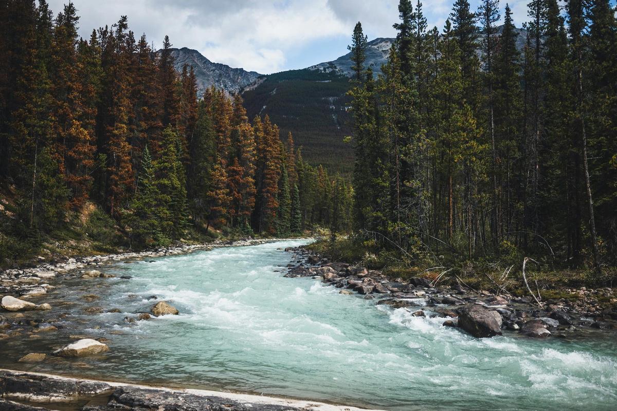En Jasper podrás disfrutar de la fauna salvaje canadiense
