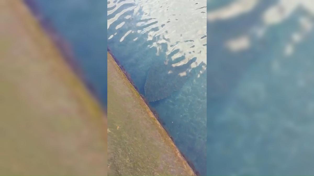 clausuran la piscina de los Dos Roques por un chucho en el agua