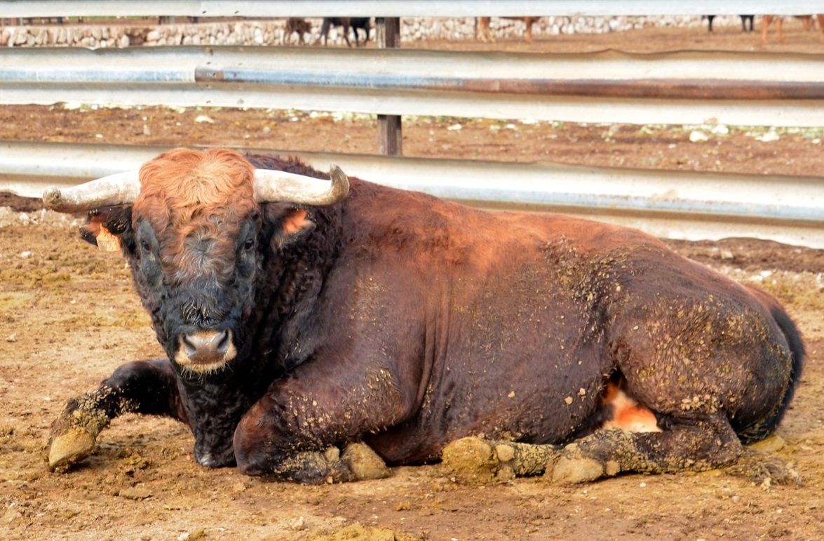 La ganadería de Fernando Machancoses resiste al coronavirus pese a no tener ingresos