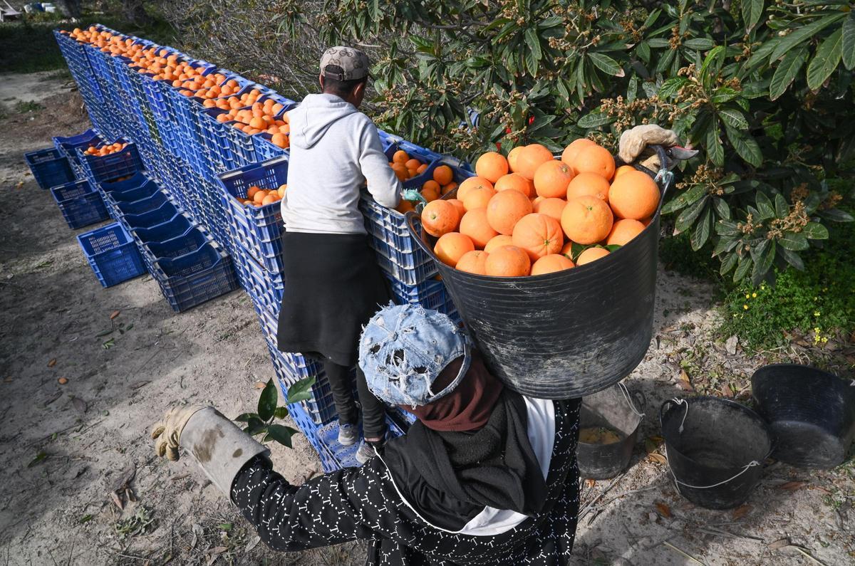 Los campos de cítricos han retrocedido en favor de las hortalizas,   que ganan terreno