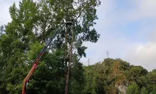 La Confederación Hidrográfica retira árboles de las márgenes del Nalón en Las Regueras