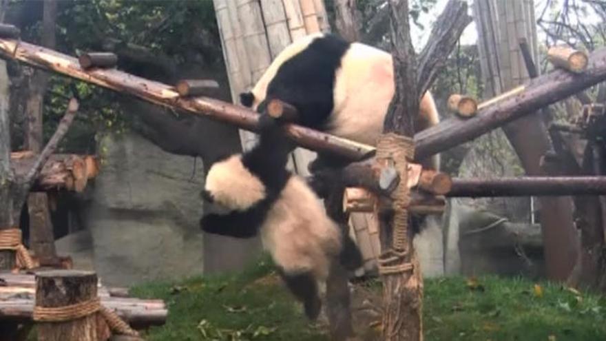 Lucha de osos panda en la reserva china de Chengdu