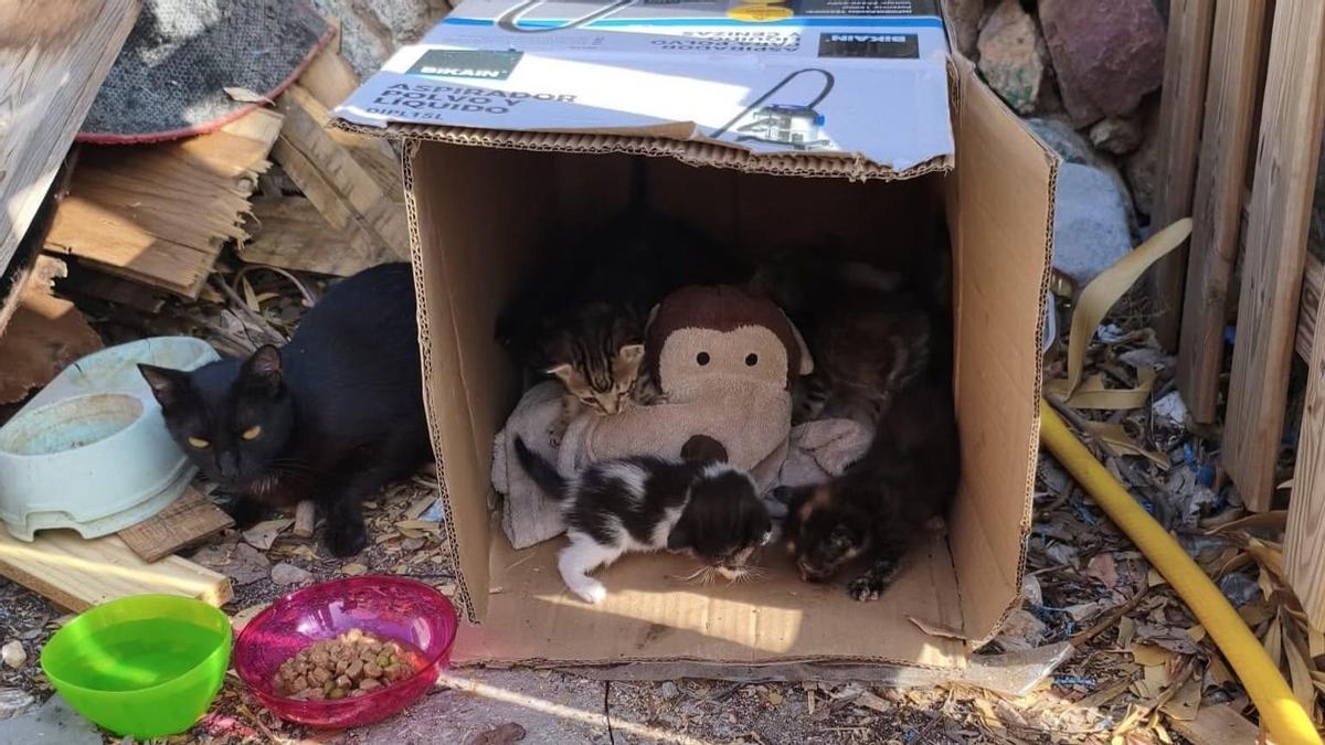 Caja de cartón en cuyo interior fueron encontrados los gatos en Borriol.