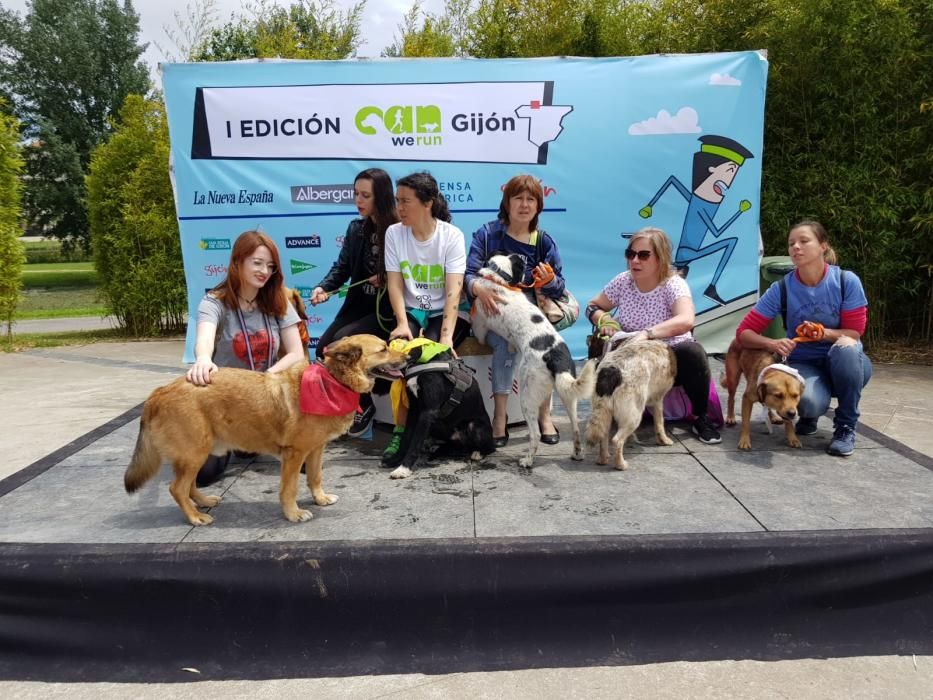 "Can We Run": Deporte, perros y solidaridad toman Gijón