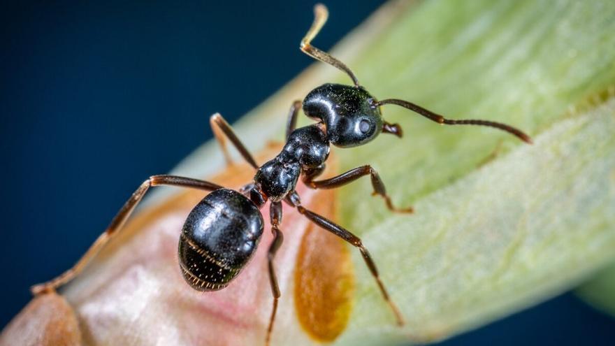 Cómo combatir las hormigas en casa - Ver trucos