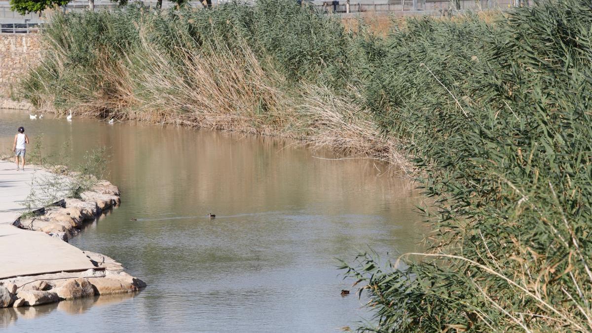 La CHS detectó niveles de lindano en el Segura por encima de lo permitido en 2018